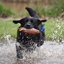 Labrador pup getting Dokken duck